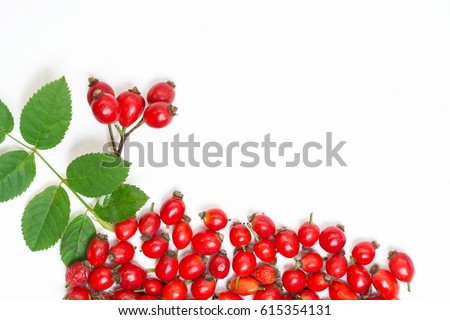 bunch of fresh dog rose with green leaves  on white background. Different types Rosa canina hips - selective focus. room for text 