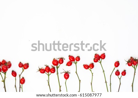 bunch of fresh dog rose on white background. Different types Rosa canina hips - selective focus. room for text
