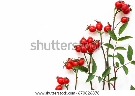 bunch of fresh dog rose on white background. Different types Rosa canina hips - selective focus. room for text 