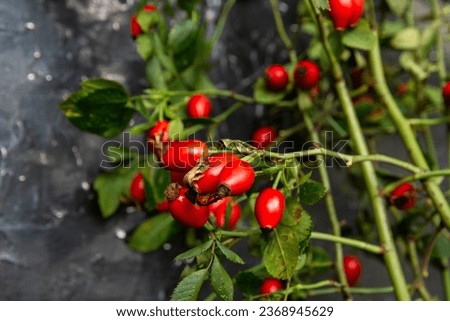 bunch of fresh dog rose, Rosa canina, rosehip - selective focus. room for text	
