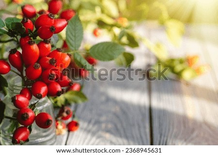 bunch of fresh dog rose, Rosa canina, rosehip - selective focus. room for text	