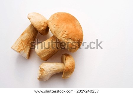 Bunch of fresh forest porcini mushrooms on a white surface close up, soft focus, top view, copy space	