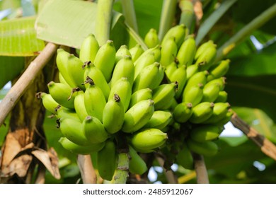 Bunch of fresh green bananas hanging from a banana tree - Powered by Shutterstock