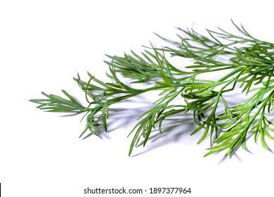 174,544 Dill herb Images, Stock Photos & Vectors | Shutterstock