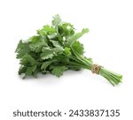 Bunch of fresh green organic cilantro isolated on white