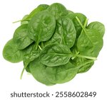 Bunch of fresh green spinach leaves on isolated background, top view