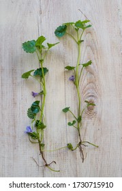 A Bunch Of Fresh Ground Ivy