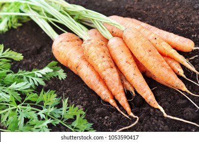 Bunch of fresh harvested carrots, soil background, selective focus - Shutterstock ID 1053590417
