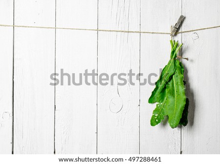 Similar – Image, Stock Photo Free hanging Nature Plant