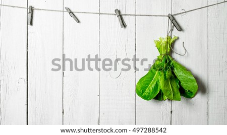 Similar – Image, Stock Photo Free hanging Nature Plant