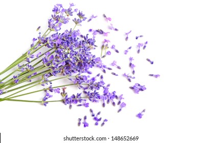 Bunch of fresh lavender flowers on a white background