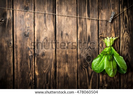 Similar – Image, Stock Photo Free hanging Nature Plant