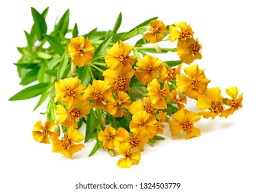 bunch of fresh Mexican tarragon flowers isolaed on white background