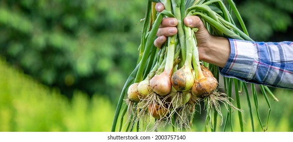 a bunch of fresh onions in the hands of a farmer. Nature. Selective focus - Powered by Shutterstock