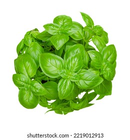 Bunch Of Fresh Sweet Basil, Isolated, From Above. Also Known As Great Or Genovese Basil, Ocimum Basilicum, A Culinary Herb In The Mint Family Lamiaceae. A Tender Plant, Used In Cuisines Worldwide.