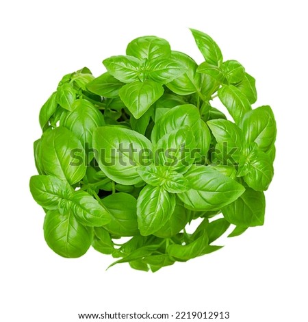 Bunch of fresh sweet basil, isolated, from above. Also known as great or Genovese basil, Ocimum basilicum, a culinary herb in the mint family Lamiaceae. A tender plant, used in cuisines worldwide. Zdjęcia stock © 