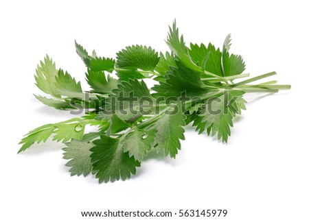 Bunch of fresh true Anise or aniseed leaves (Pimpinella anisum). Clipping paths, shadow separated Stock photo © 