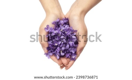 A bunch of fresh Viola flowers in the hands isolated on white background