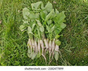 Bunch of fresh white long radish laying on green grass