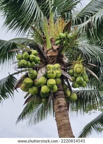bunch of fresh whole shell coconut fruit hang up group on coconut trunk tree with green leaves in look up view and high light blue sky