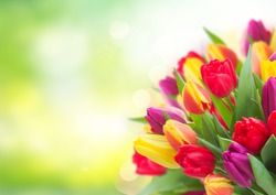 Bunch Of Fresh Yellow, Purple And Red Tulips Over Garden Background With Copy Space