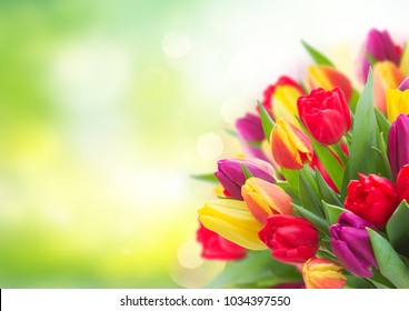 bunch of fresh yellow, purple and red tulips over garden background with copy space