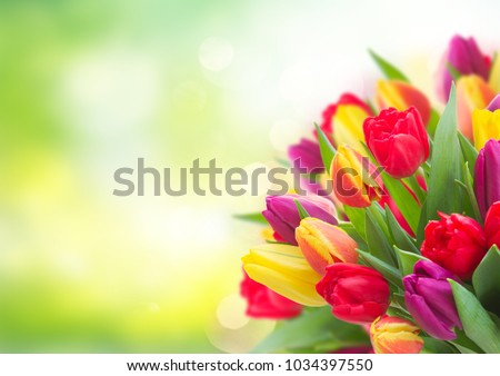 bunch of fresh yellow, purple and red tulips over garden background with copy space
