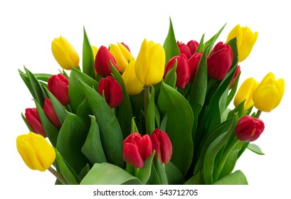 bunch of fresh yellow and red tulip flowers with green leaves close up isolated on white background - Powered by Shutterstock