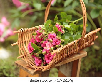 Bunch Of Freshly Cut Pink Roses In A Wicker Basket