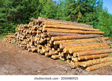 A Bunch Of Freshly Harvested Pine Logs In The Forest. Logging. Pine Forest Laid In A Logging Yard