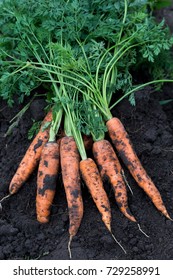 A bunch of freshly or newly harvested carrots on the soil. Organic farming. Healthy living concept.