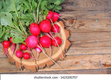 A Bunch Of Freshly Picked Wet Heirloom Radishes Easter Egg 