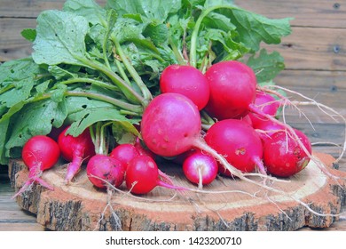 A Bunch Of Freshly Picked Wet Heirloom Radishes Easter Egg 