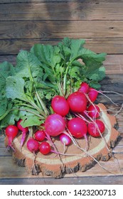 A Bunch Of Freshly Picked Wet Heirloom Radishes Easter Egg 