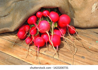 A Bunch Of Freshly Picked Wet Heirloom Radishes Easter Egg 