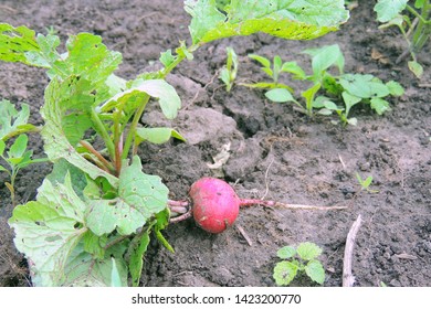 A Bunch Of Freshly Picked Wet Heirloom Radishes Easter Egg 