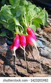 A Bunch Of Freshly Picked Wet Heirloom Radishes Easter Egg 