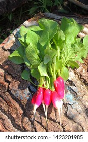 A Bunch Of Freshly Picked Wet Heirloom Radishes Easter Egg 