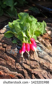 A Bunch Of Freshly Picked Wet Heirloom Radishes Easter Egg 