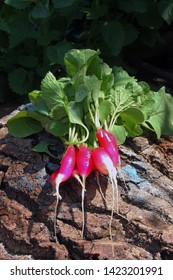 A Bunch Of Freshly Picked Wet Heirloom Radishes Easter Egg 