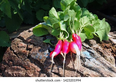 A Bunch Of Freshly Picked Wet Heirloom Radishes Easter Egg 