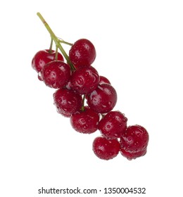 Bunch Of Glossy Red Chokecherry Isolated