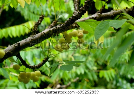 bunch gooseberry. Phyllanthus acidus, known , country Thailand