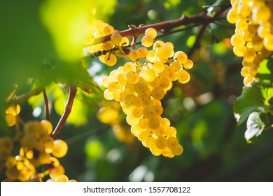 Bunch of grape, Chardonnay in Trentino