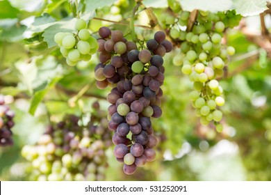 Bunch Of Grape On Vine Grape In The Vineyard