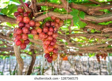 Bunch Grape Vine From Ninh Thuan Viet Nam