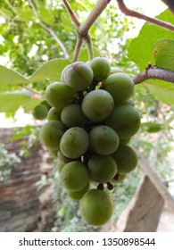 A bunch of grapes
