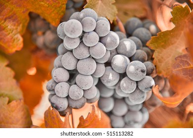 bunch of grapes