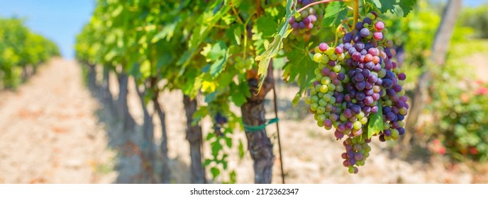 A bunch of grapes close up. Vineyards of Italy grape and winery on a sunny day. Harvesting for Italian winemaking. Grape juice and wine.