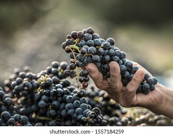 A Bunch Grapes In A Hand